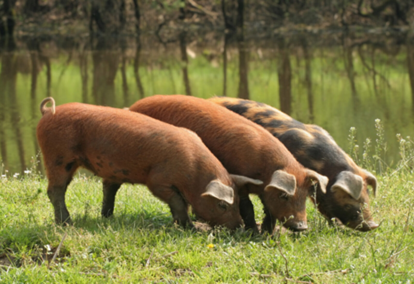 Duroc varkens